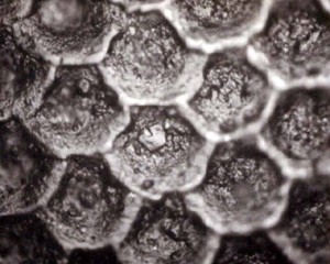 Anilox Roller Cells Magnified at 400x